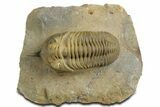 Morocconites Trilobite Fossil - Multi-Toned Shell Coloration #348375-3